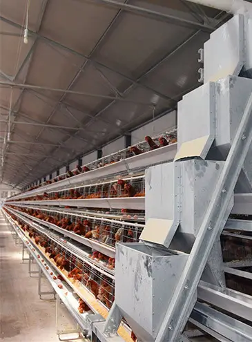 A-type-battery-cages