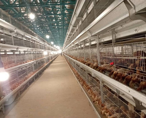 a-type automated laying hen cage system