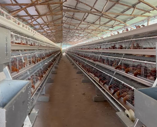 broiler chicken cage system