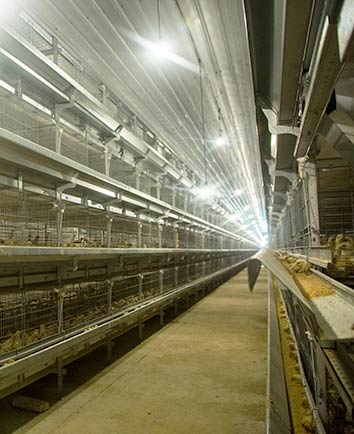 4-tier h-type pullet cage system for chicken farm