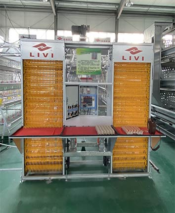 Layer Chicken Cage Automatic Egg Collection System