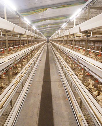 4-tier h-type automatic broiler chicken cages for modern farm