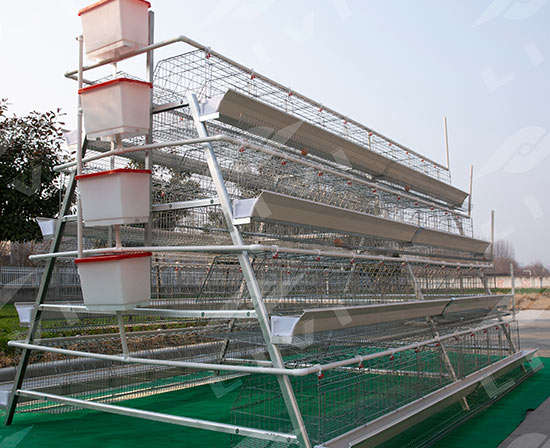 layer chicken cage system automatic manure removal system